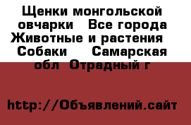 Щенки монгольской овчарки - Все города Животные и растения » Собаки   . Самарская обл.,Отрадный г.